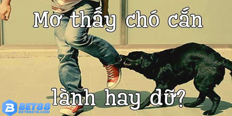 Nằm mơ thấy chó cắn điềm báo may hay rủi